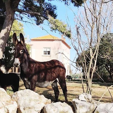 Au Coeur De La Nature Coursan Esterno foto
